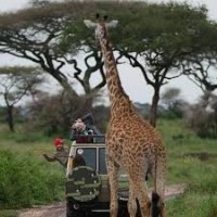 Arusha National Park  Notable Destination for Safari Tours